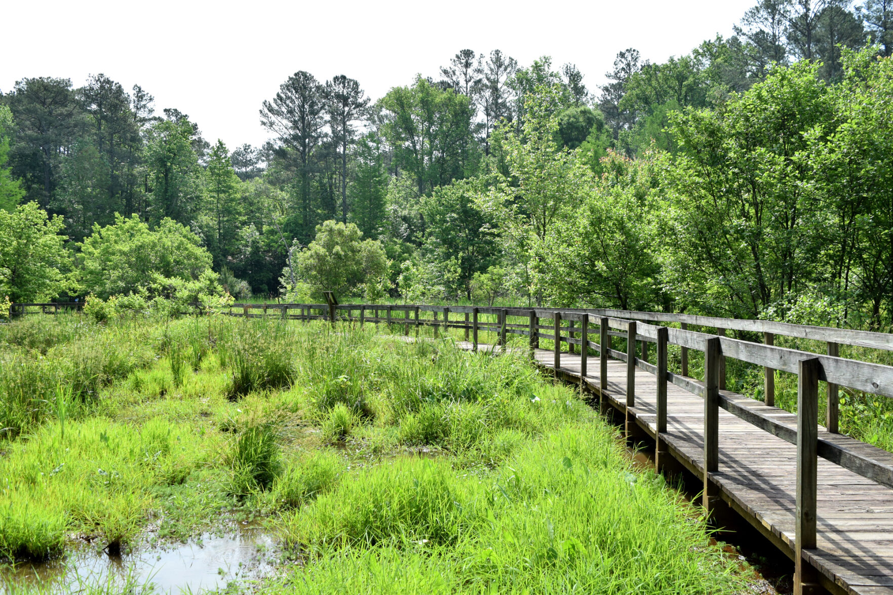 Visit the Wetlands & Watershed Festival